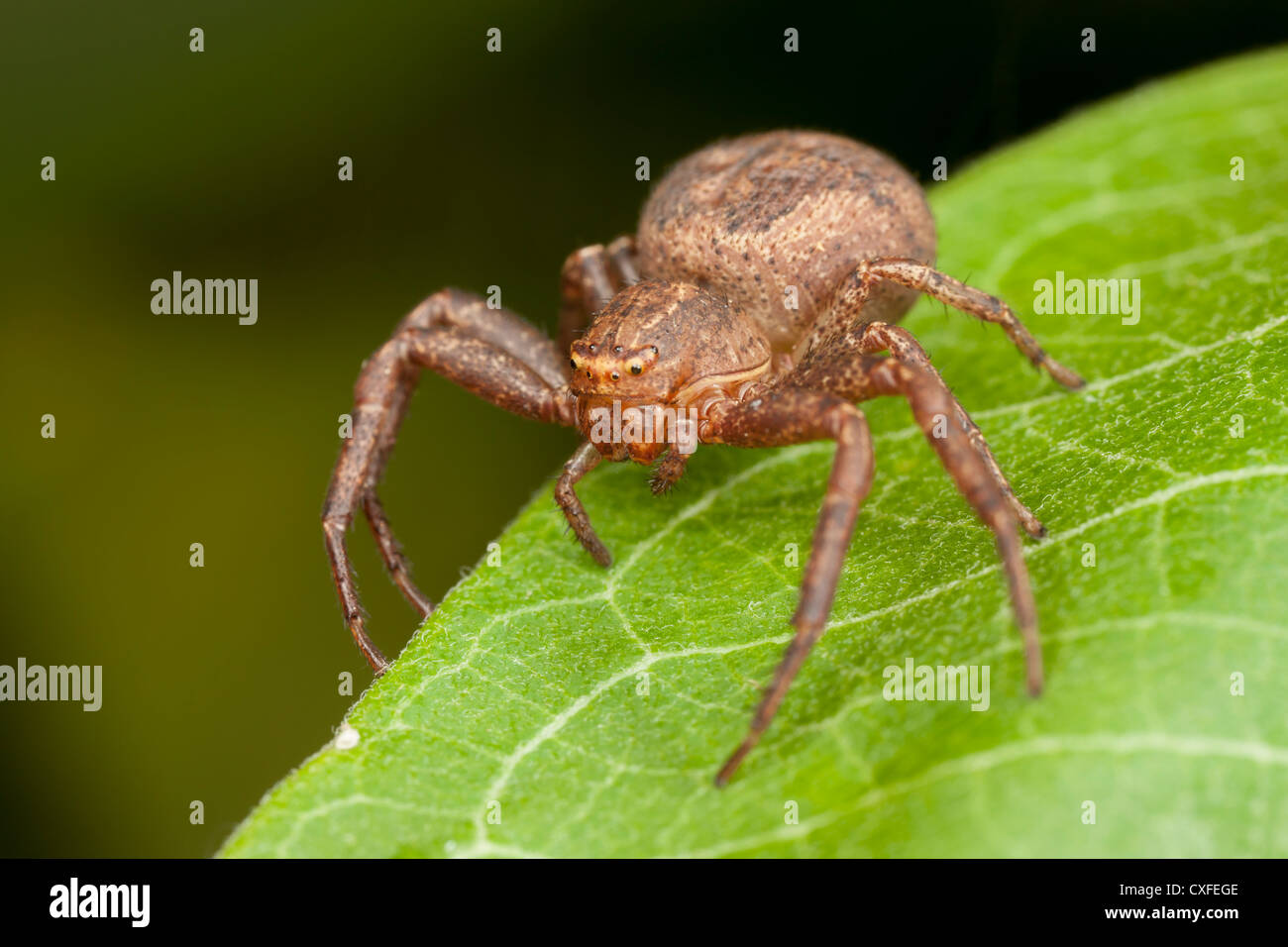 Ground Crab Spider (Xysticus ferox) - Immature Female Stock Photo
