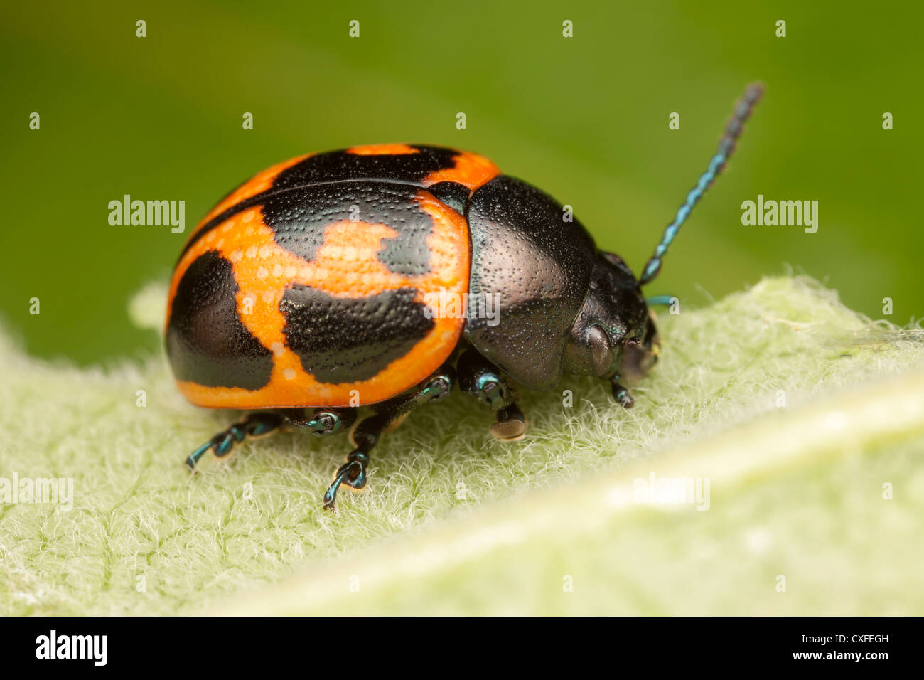 Swamp Milkweed Leaf Beetle (Labidomera clivicollis) on a Milkweed plant