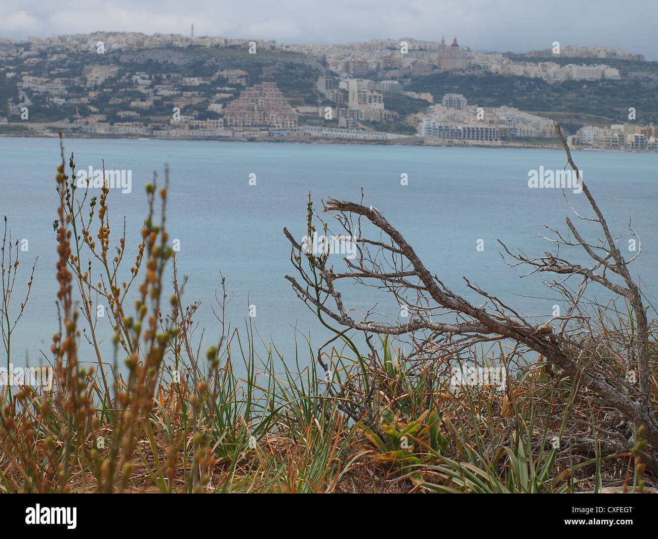 Dry brown bush branches hi-res stock photography and images - Alamy