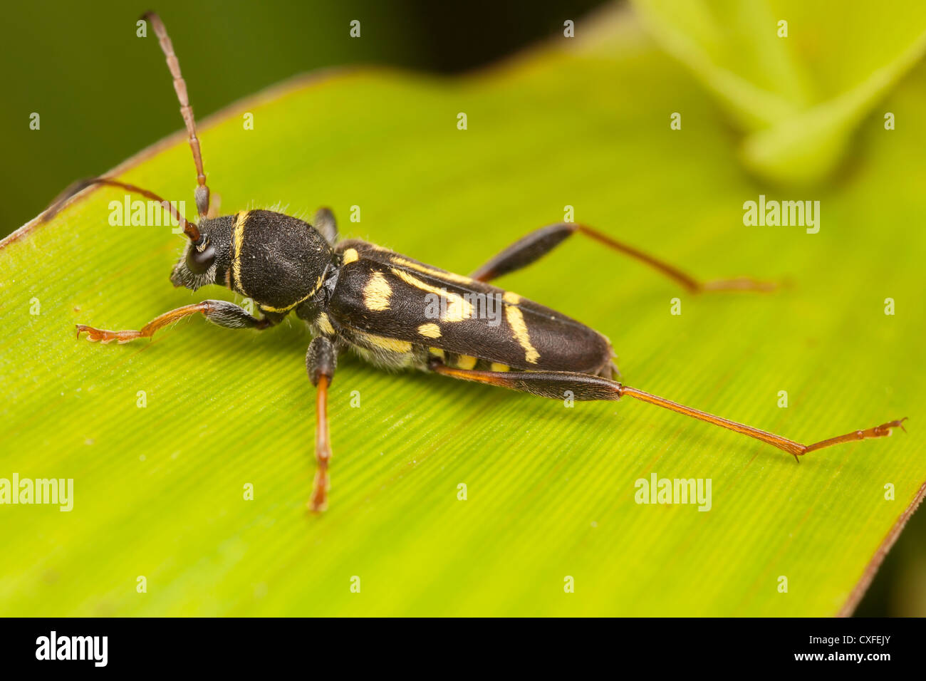 Long-horned Beetle (Clytus ruricola) Stock Photo