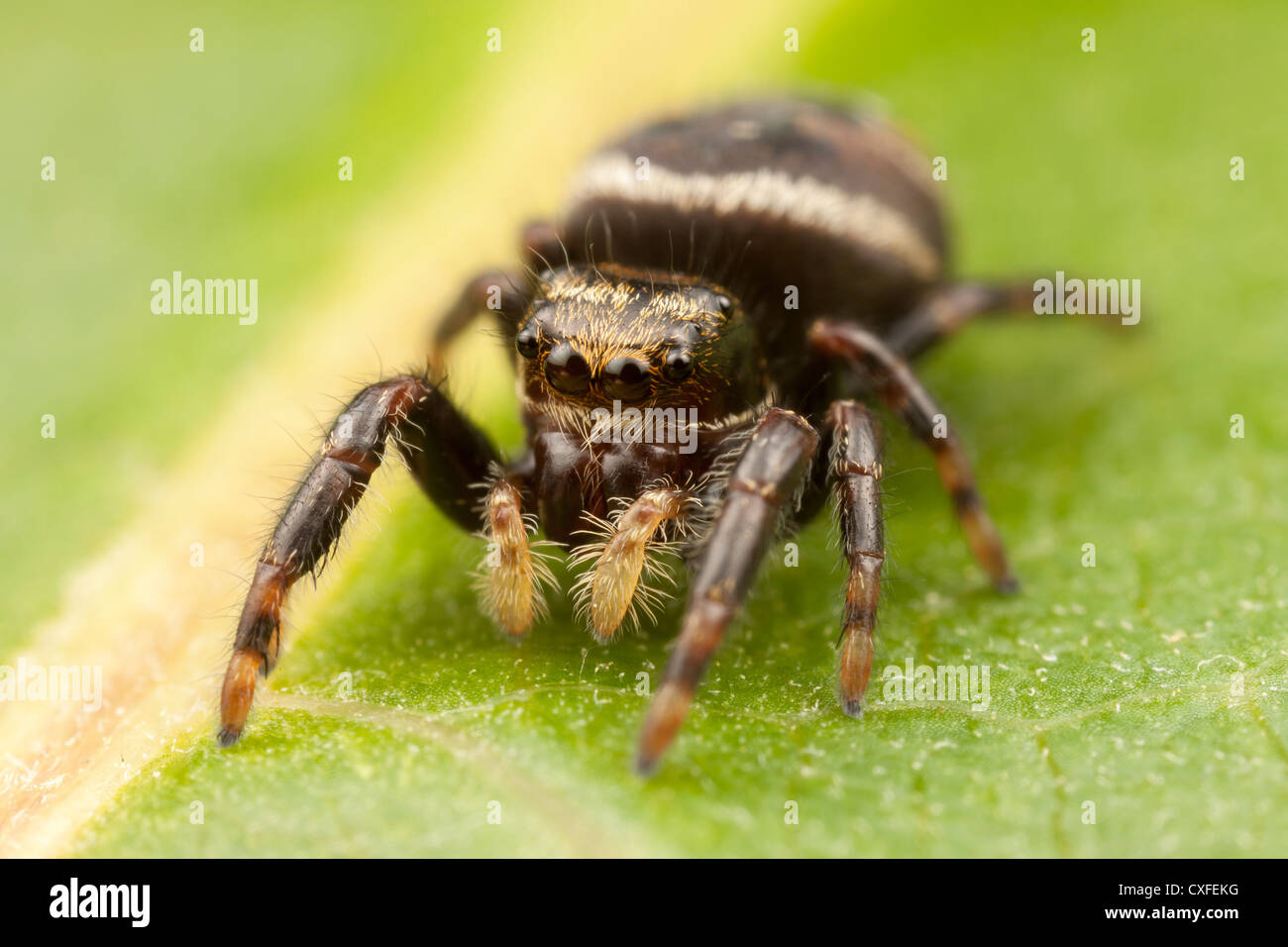 Jumping Spider (Phidippus clarus) - Immature Female Stock Photo