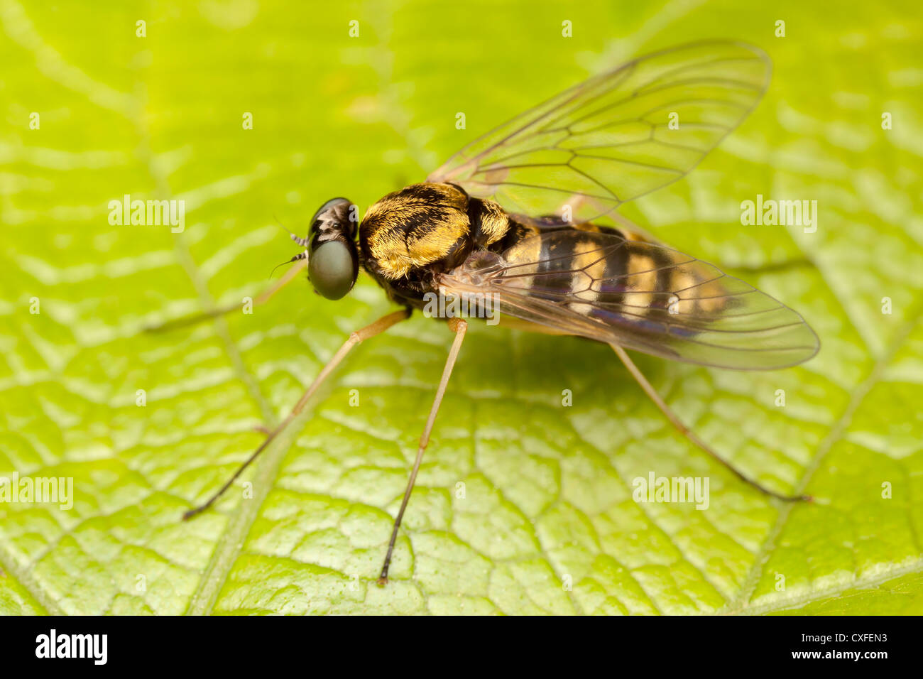 A female Ornate Snipe Fly (Chrysopilus ornatus) perches on a leaf Stock ...