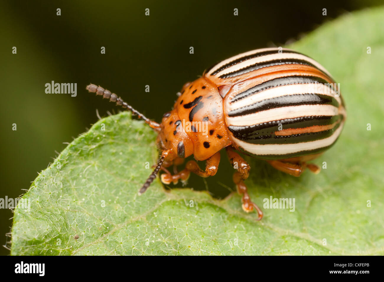 False Potato Beetle (Leptinotarsa juncta) feeding on a leaf Stock Photo ...