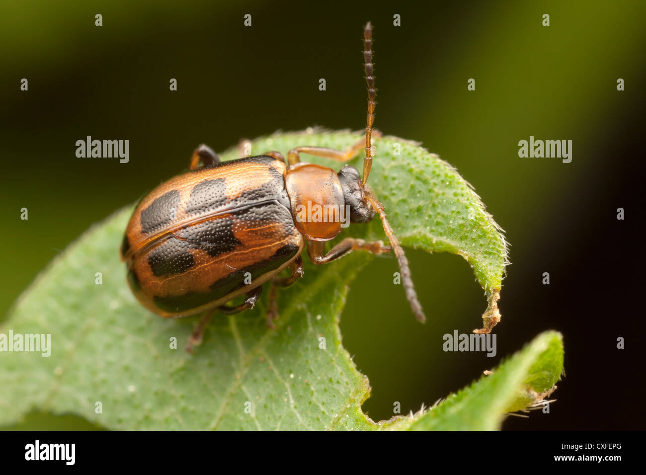 Bean beetle hires stock photography and images Alamy