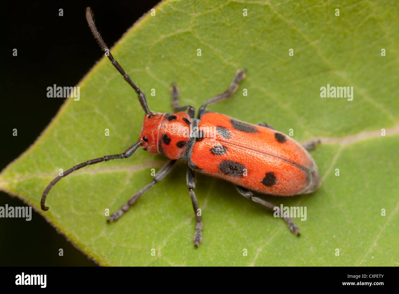A Red Milkweed Beetle (Tetraopes tetrophthalmus) perches on a Common Milkweed plant leaf. Stock Photo
