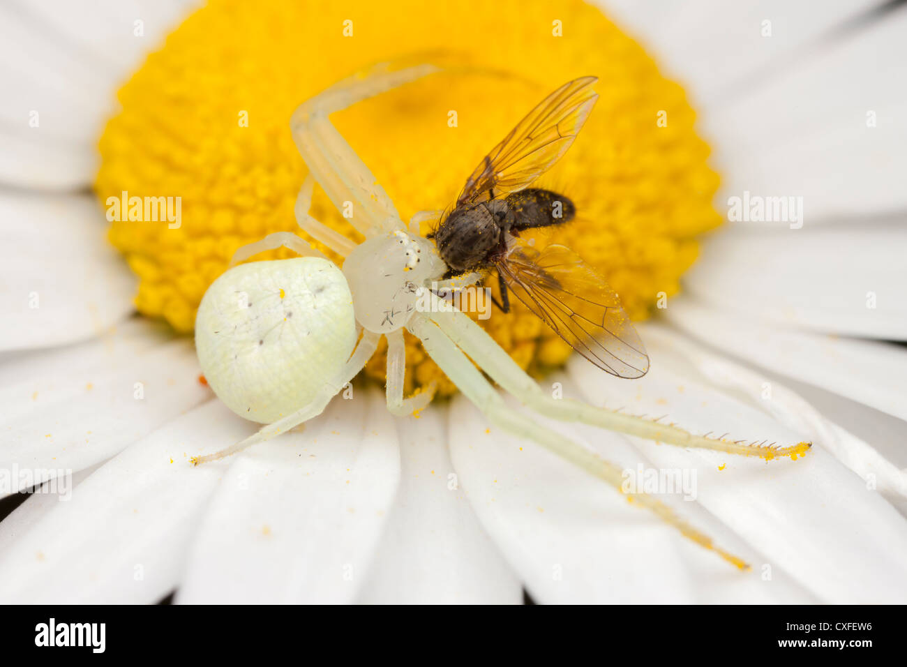 A female Crab Spider (Misumessus oblongus) holds onto a fly caught on