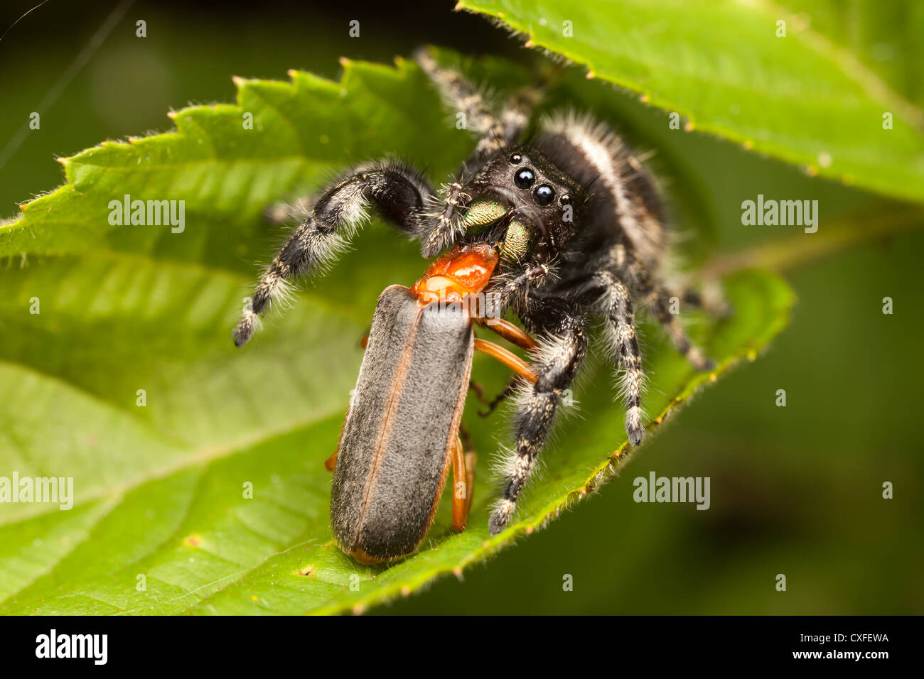 A female Bold Jumper (Phidippus audax) holds on to her captured soldier beetle (Podabrus tomentosus) prey. Stock Photo