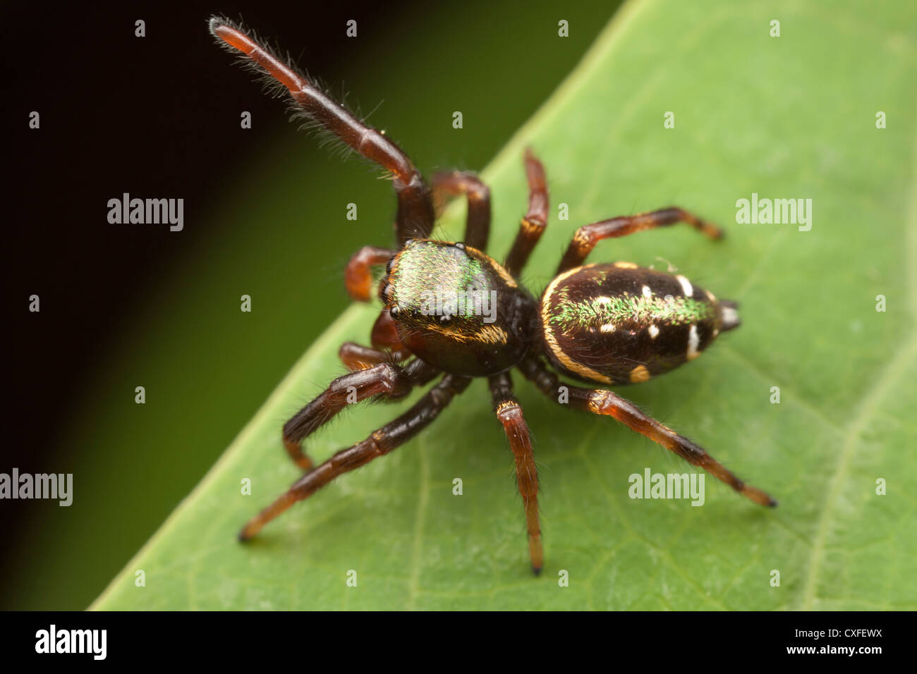 Jumping Spider (Paraphidippus aurantius) - Immature Male Stock Photo