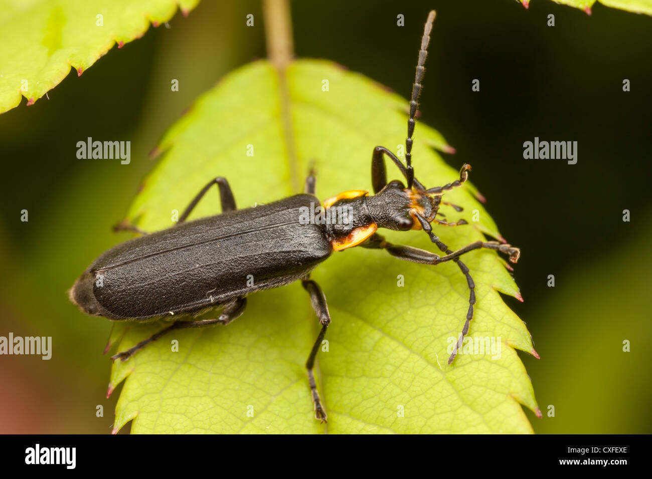 Soldier Beetle (Podabrus rugosulus Stock Photo - Alamy