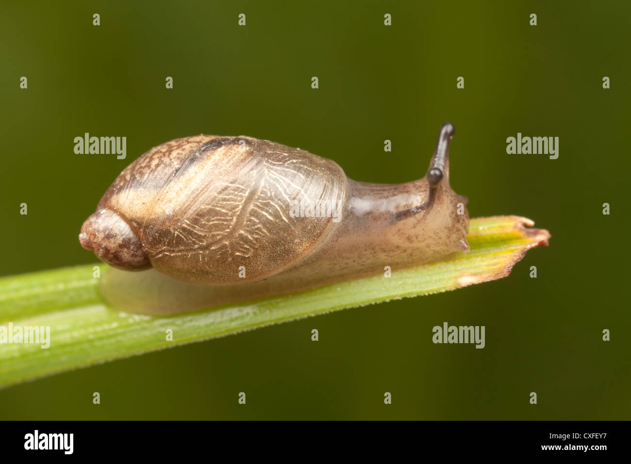 Oval Ambersnail (Novisuccinea ovalis) Stock Photo