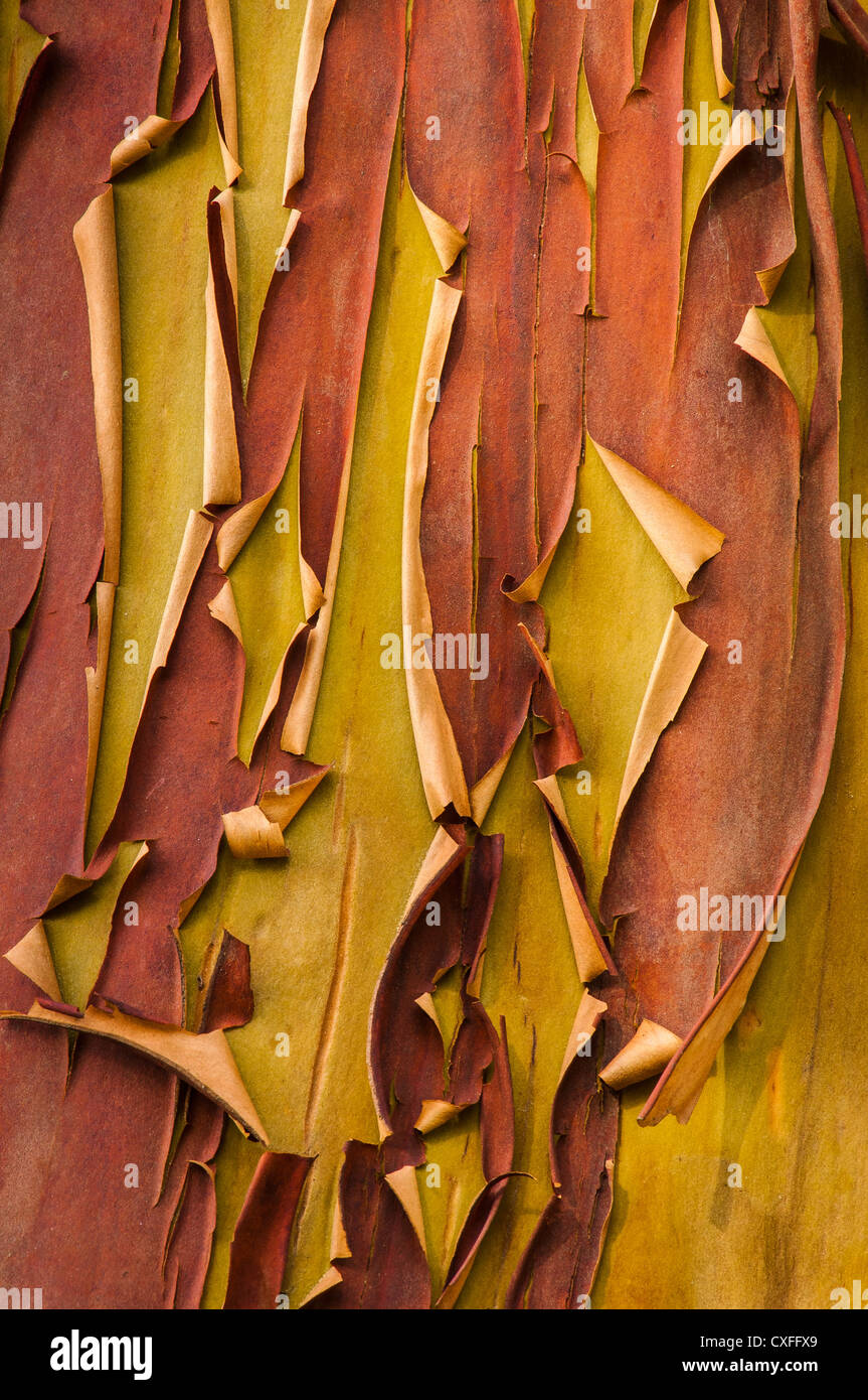 Madrone tree bark; Lopez Island, San Juan Islands, Washington. Stock Photo