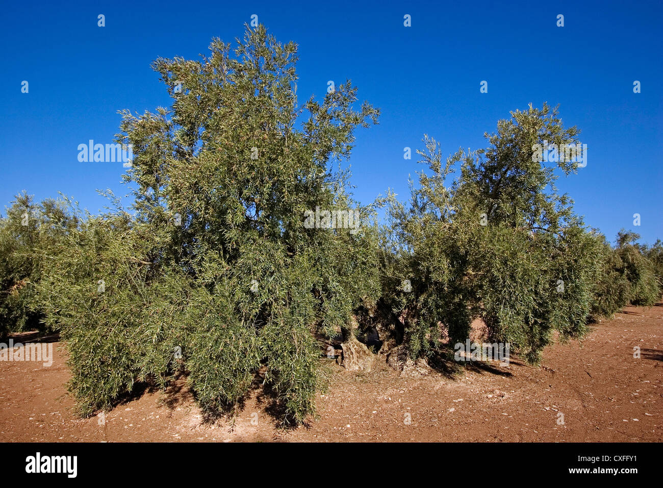 olive grove Antequera Malaga Andalusia Spain campo de olivos en la comarca de antequera malaga andalucia españa Stock Photo