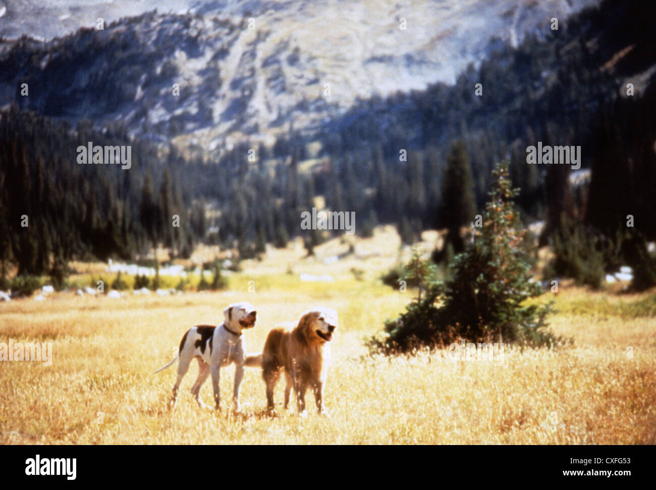 Homeward Bound 2 Chance And Delilah
