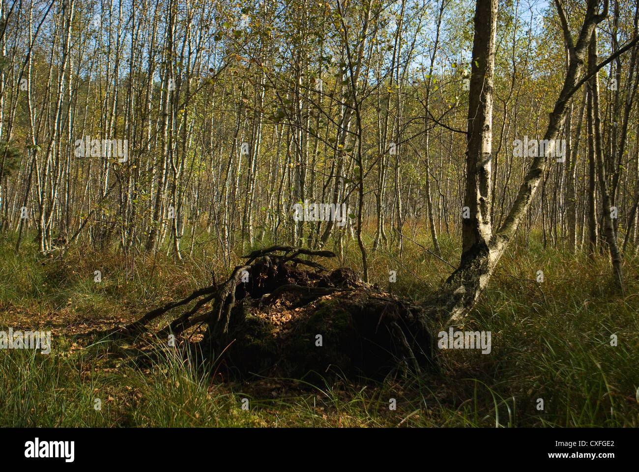 swamp birch forest Stock Photo
