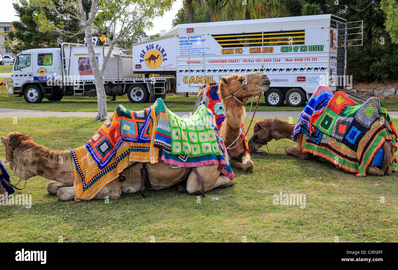 Camel rides available at The tenth annual Gold Coast Pet and Animal ...