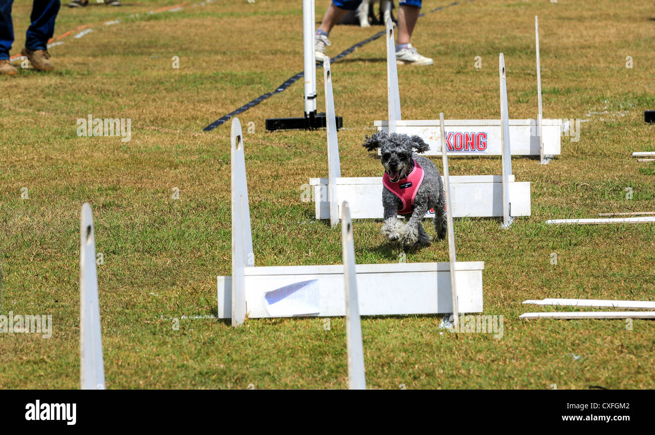 Dogs show their paces at hurdle relay race at The tenth annual Gold