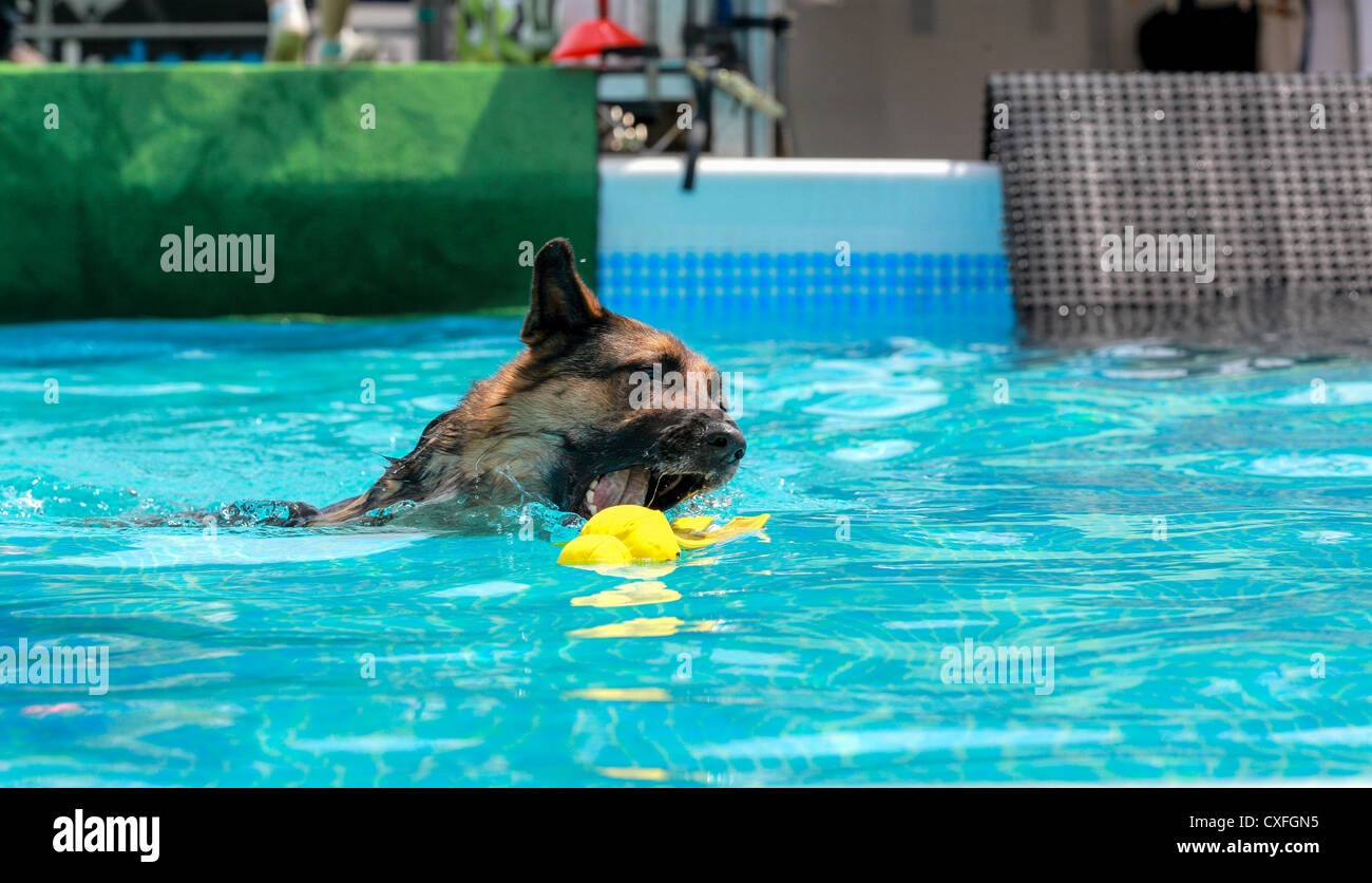 Dock Dogs at the tenth annual Gold Coast Pet and Animal expo sponsored