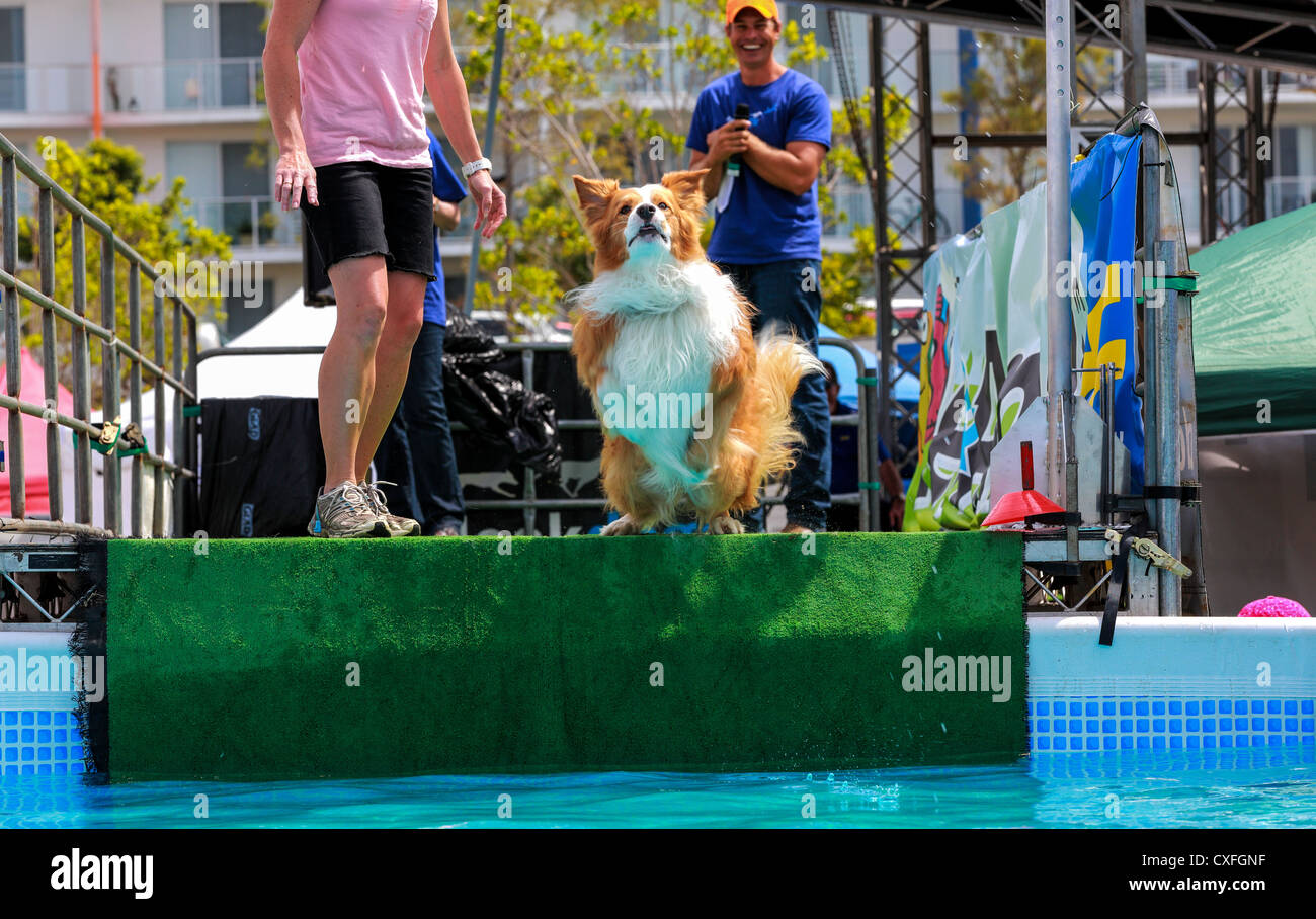 Dock Dogs at the tenth annual Gold Coast Pet and Animal expo sponsored