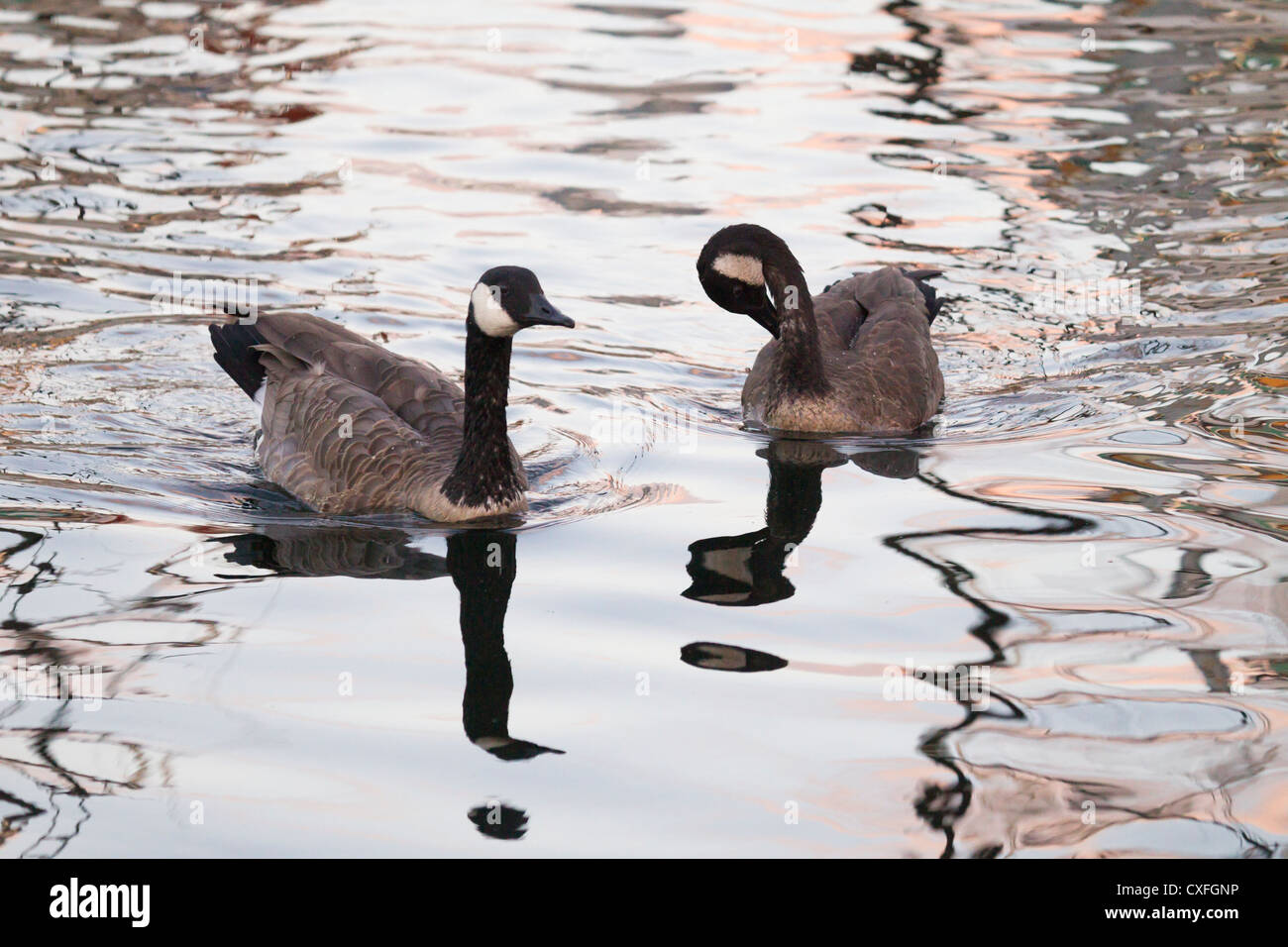 Canada Geese, Fishermen's Terminal, Seattle, Washington Stock Photo - Alamy