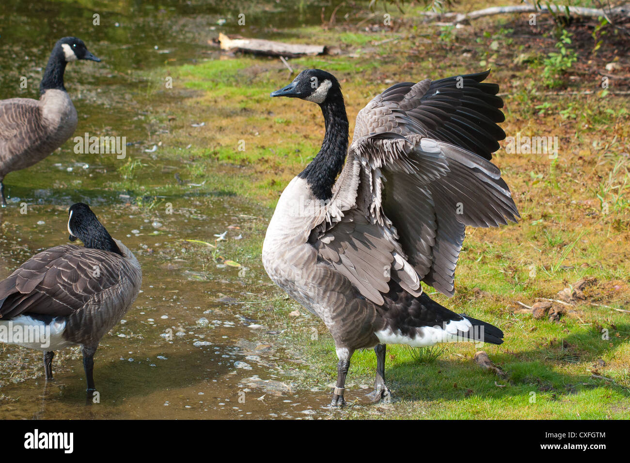 Canadian goose standing on land with wings outstretched and flapping
