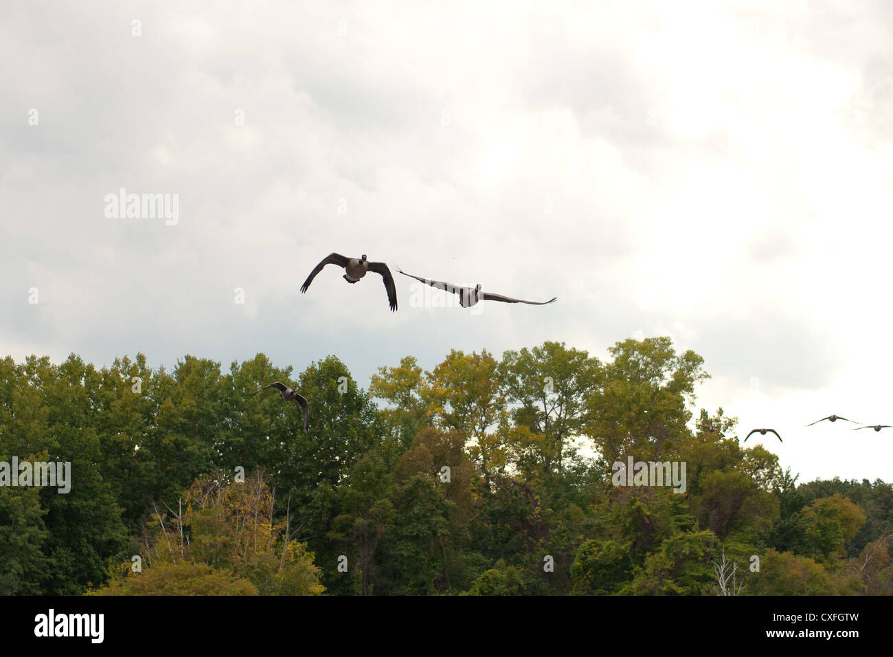 Canadian Geese in formation flying on a fall day Stock Photo