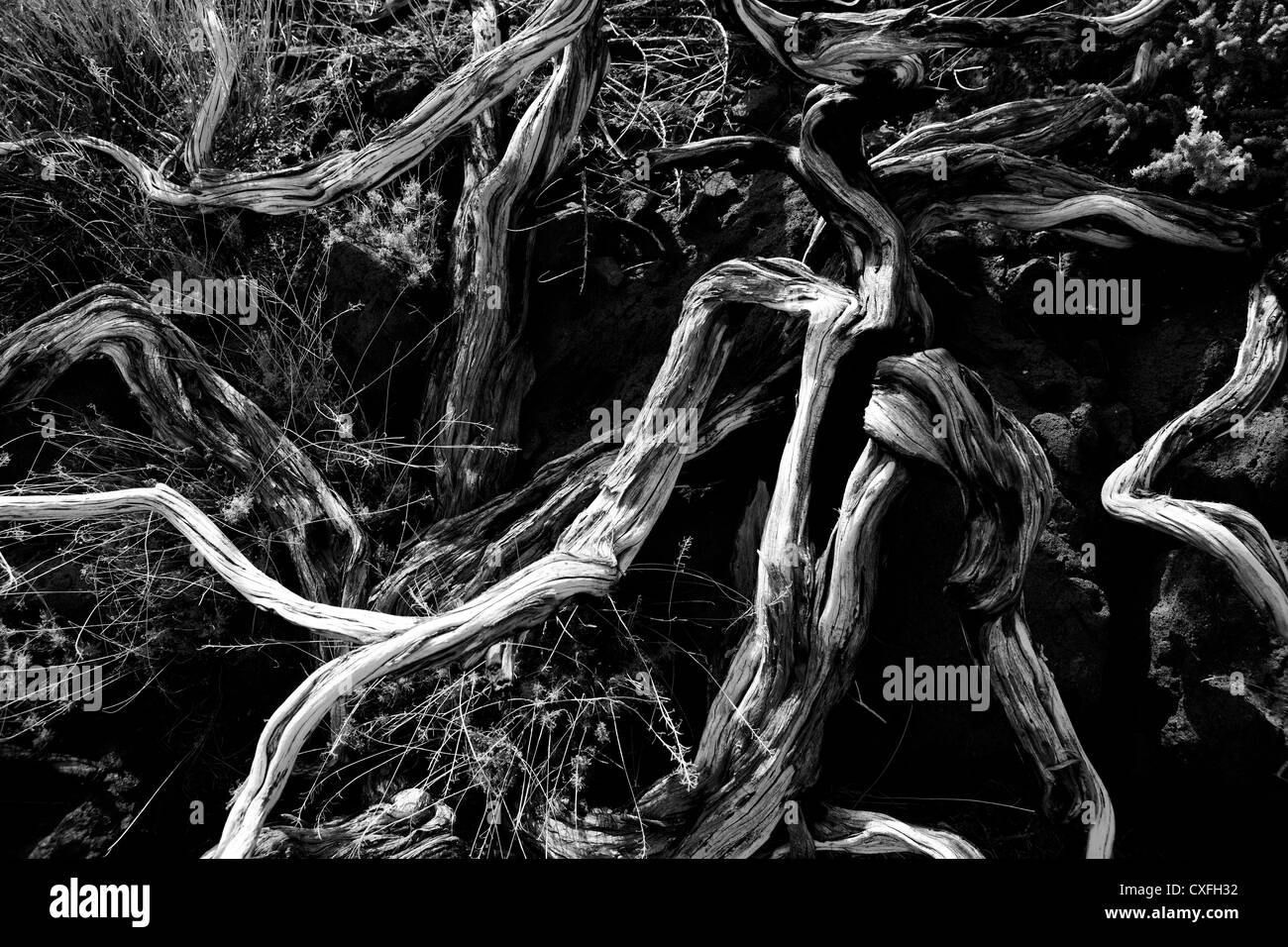 Dried branches over soil in La palma Caldera de Taburiente at Canary islands Stock Photo