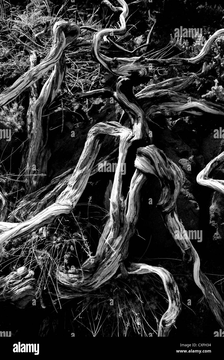Dried branches over soil in La palma Caldera de Taburiente at Canary islands Stock Photo