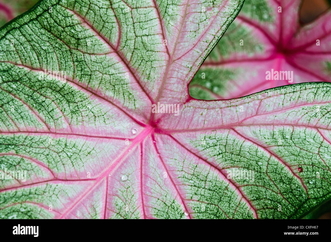 Caladium leaf detail Stock Photo