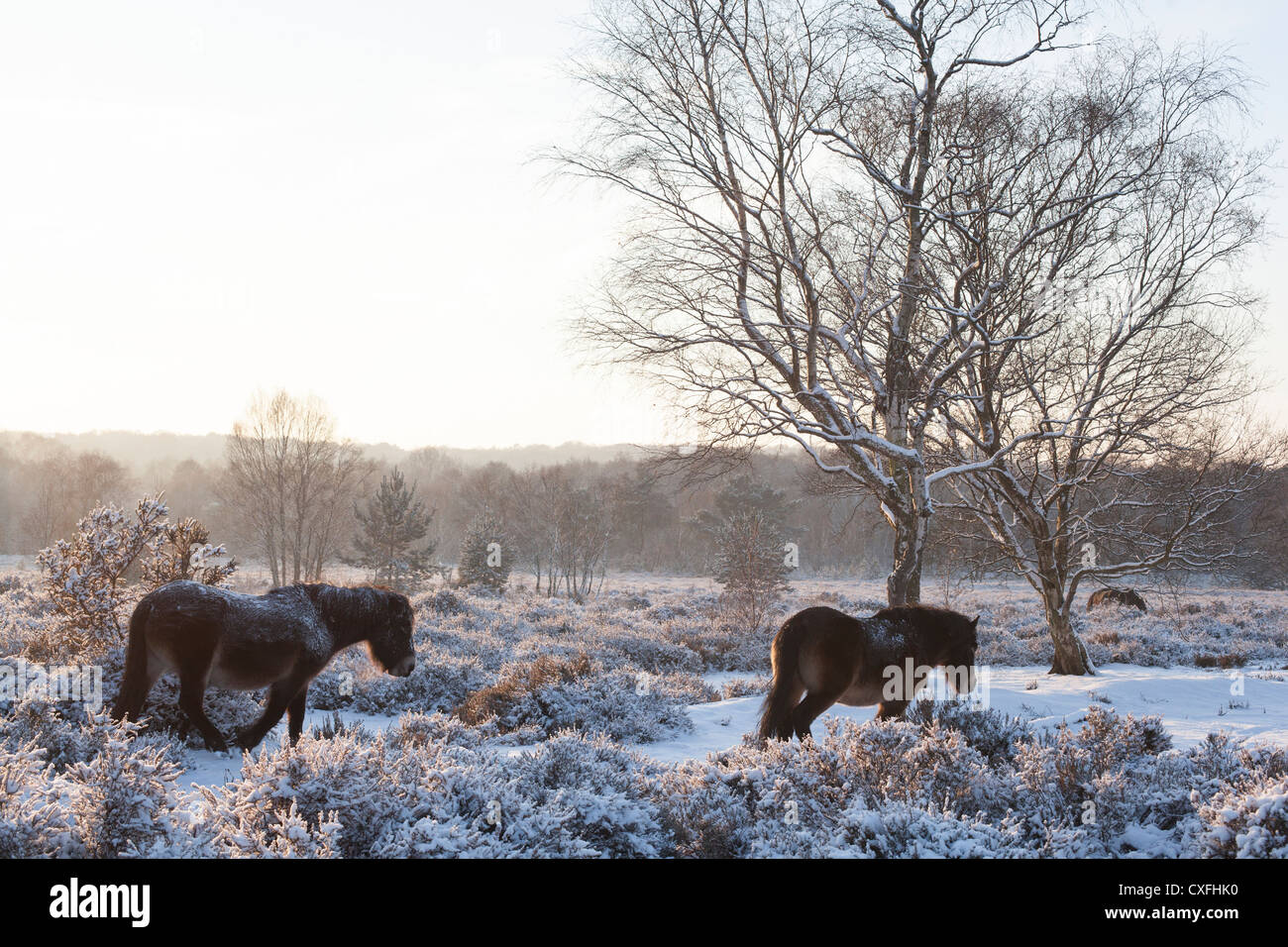 Sutton Coldfield park in snow Stock Photo - Alamy