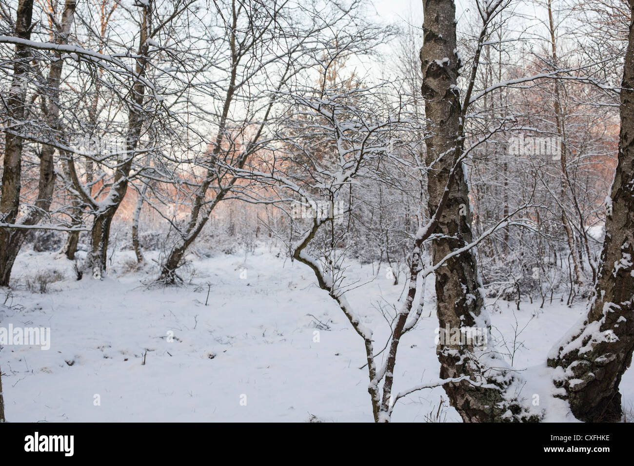 Sutton Coldfield park in snow Stock Photo - Alamy