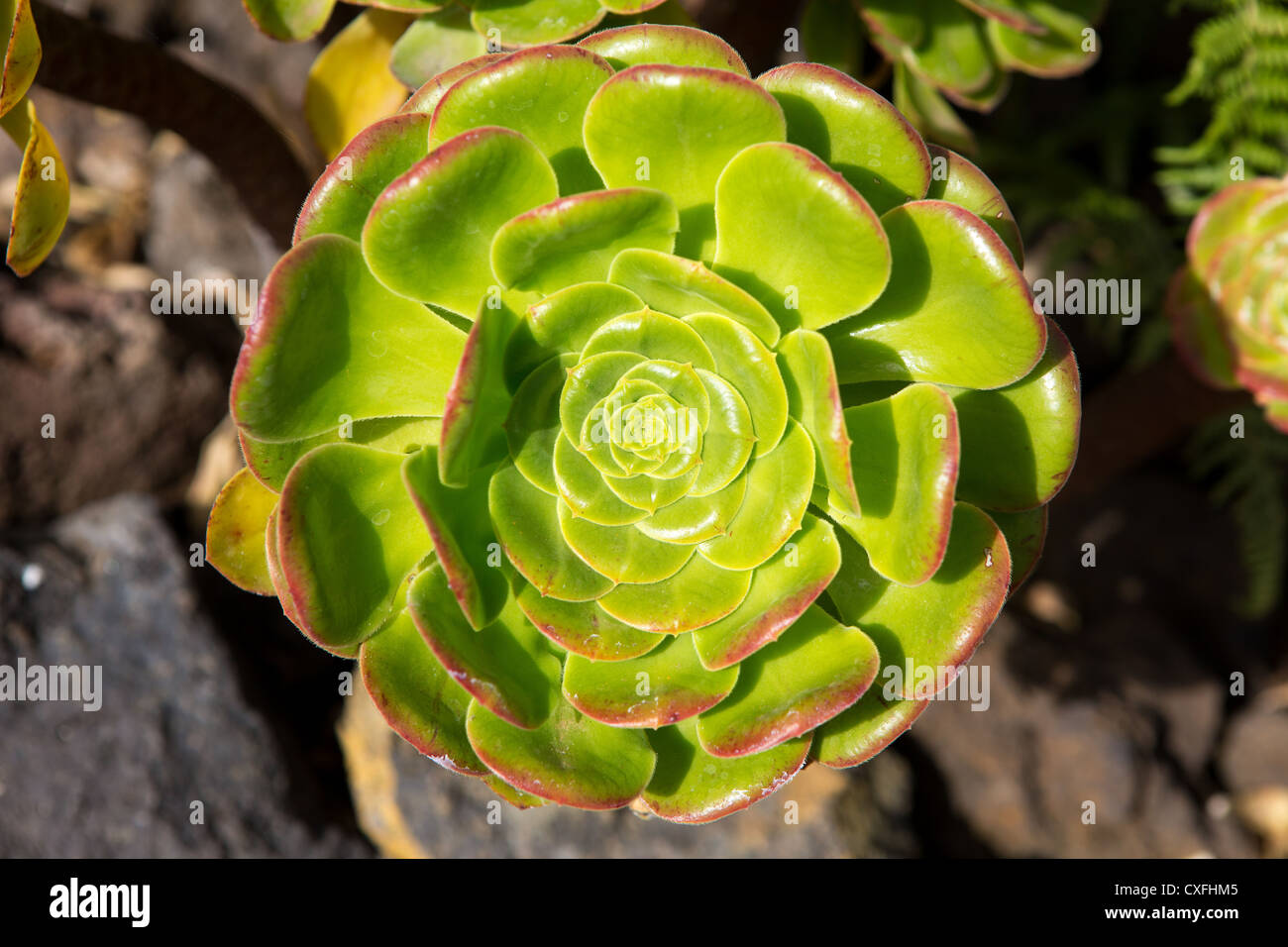 Aeonium canariense Verode Bejeque cactus plant from Canary Islands Stock Photo