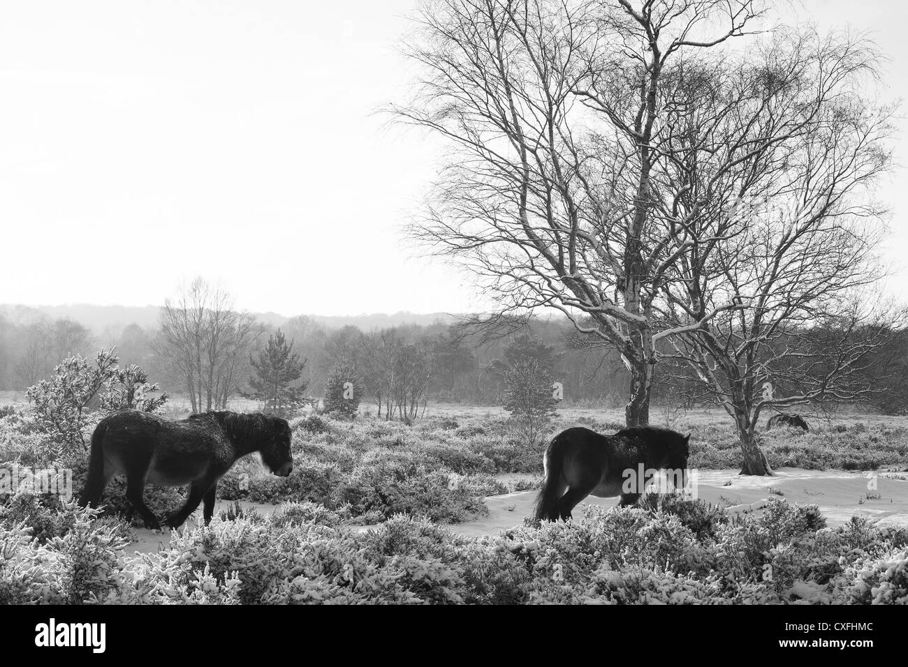 Sutton Coldfield park in snow Stock Photo - Alamy