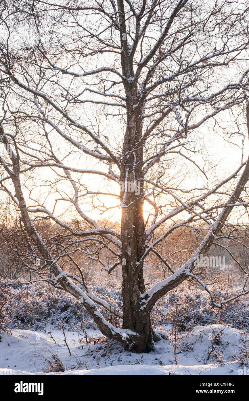 Sutton Coldfield park in snow Stock Photo - Alamy