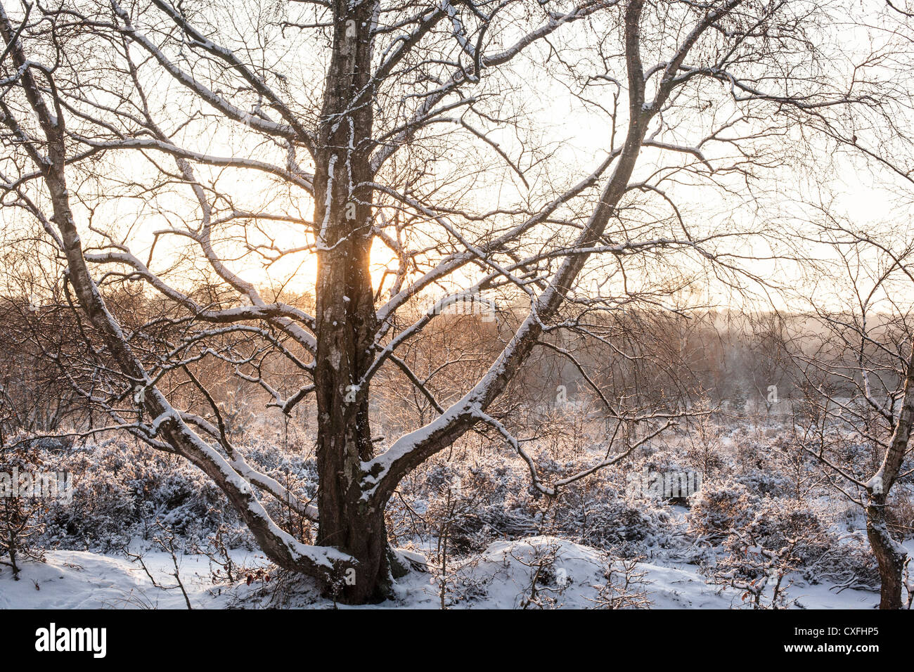 Sutton Coldfield park in snow Stock Photo - Alamy