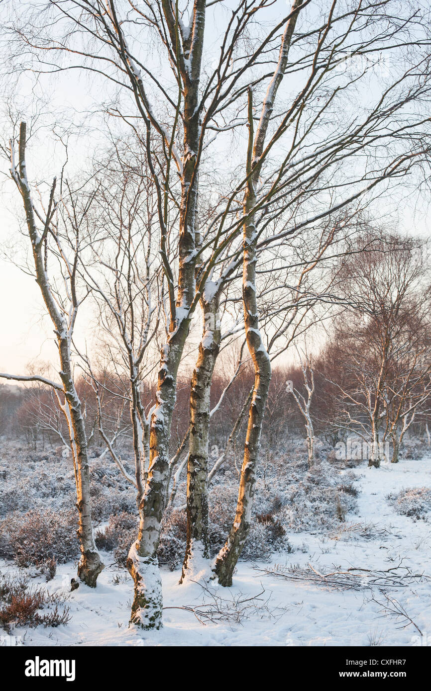 Sutton Coldfield park in snow Stock Photo - Alamy