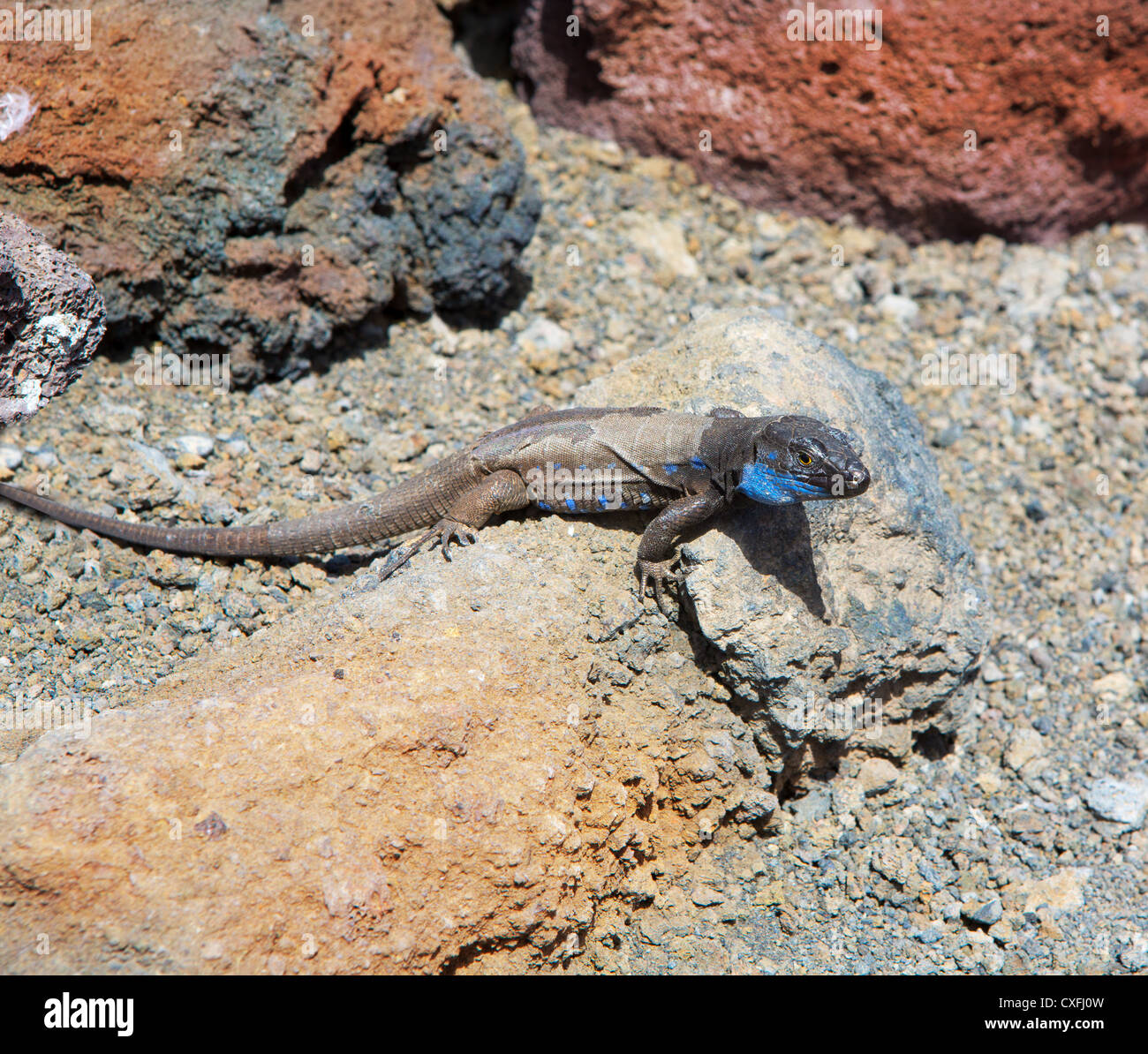 La Palma typical lizard Tizon Gallotia galloti palmae in La Palma