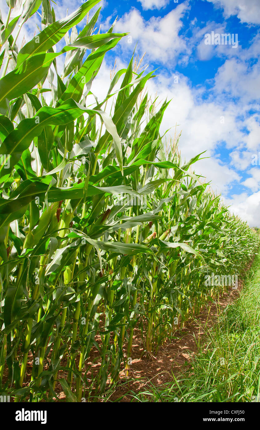 Corn field under blue sky with some fluffy clouds Stock Photo - Alamy