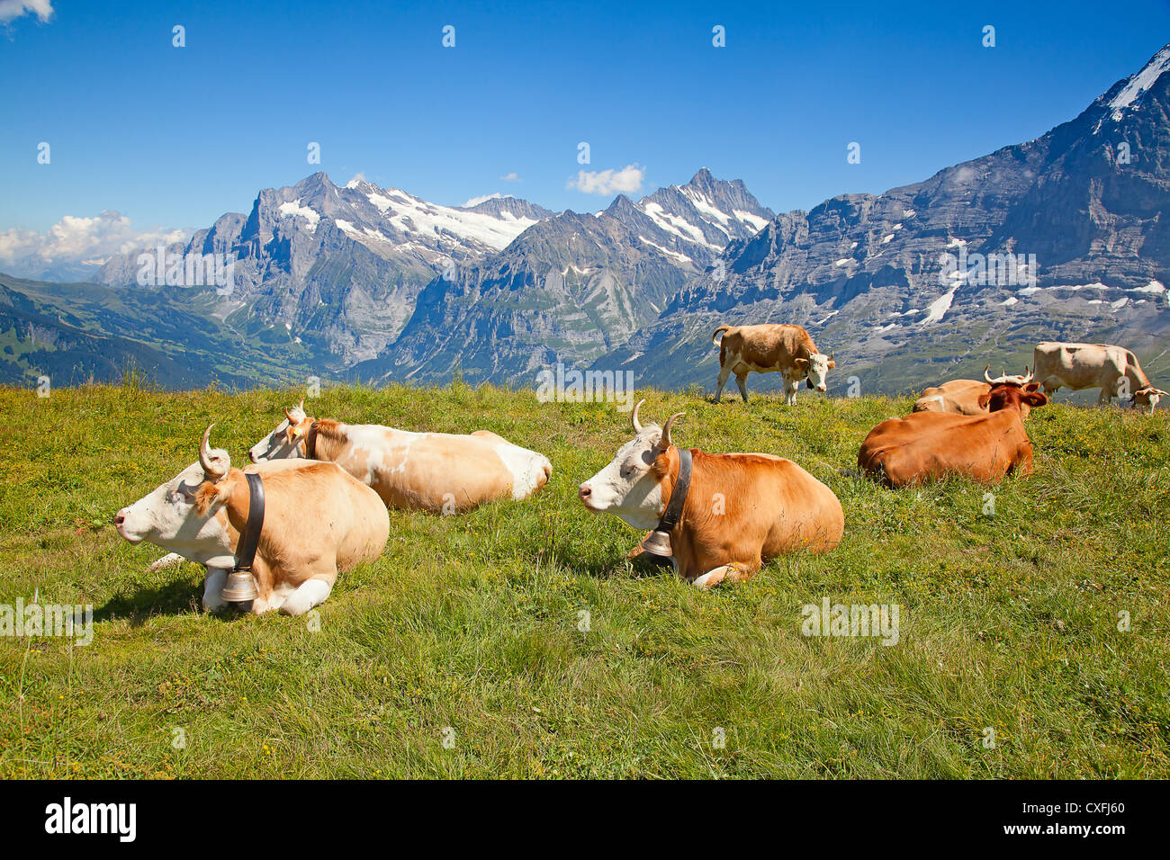 grazing cows in the swiss alps Stock Photo - Alamy