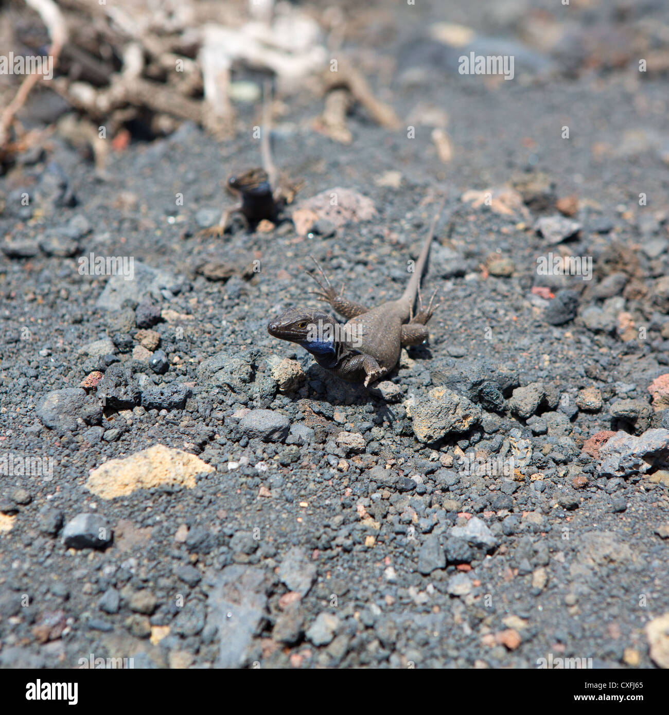 La Palma typical lizard Tizon Gallotia galloti palmae in La Palma
