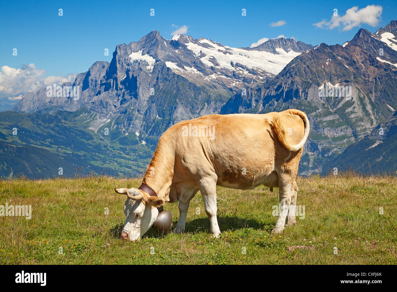grazing cows in the swiss alps Stock Photo - Alamy