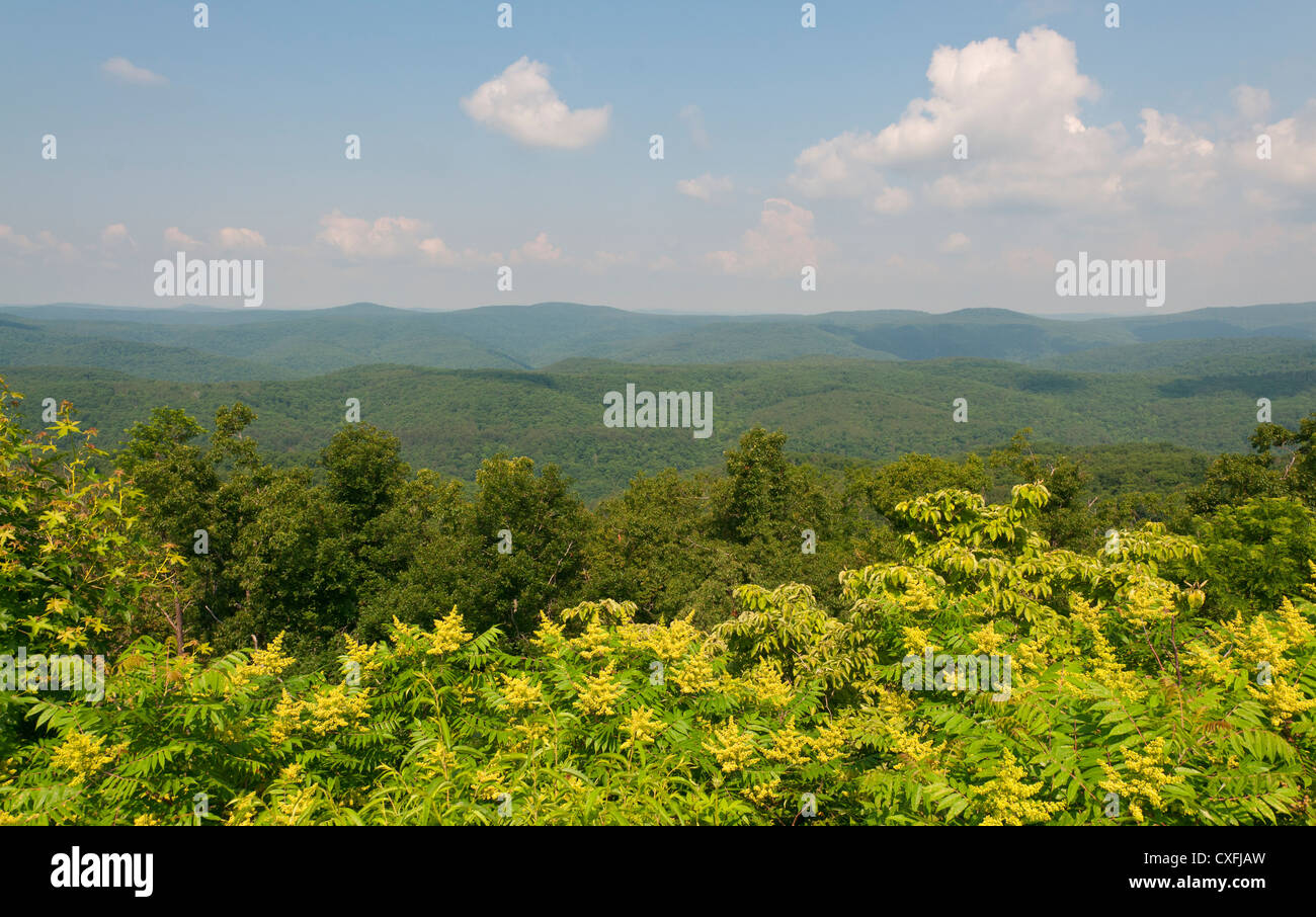 Arkansas, Ozark National Forest, view from State Highway 7. Stock Photo