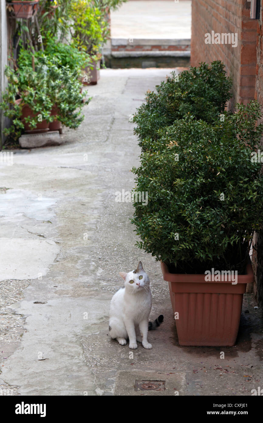 Curious cat in an alleyway in Venice, Italy Stock Photo