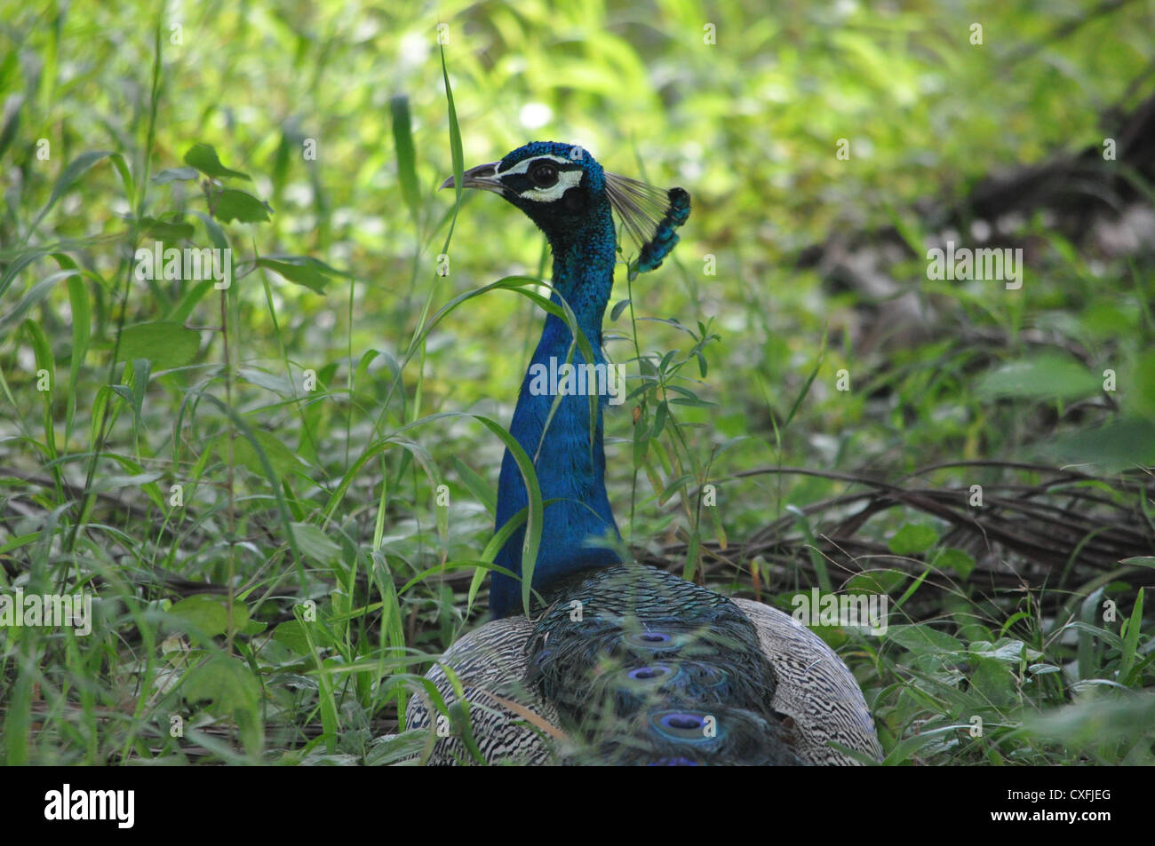 A peacock in its natural surroundings Stock Photo - Alamy