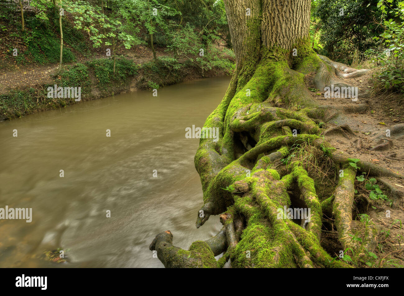 Deep cutting eroded river bank with moss covered ash tree roots