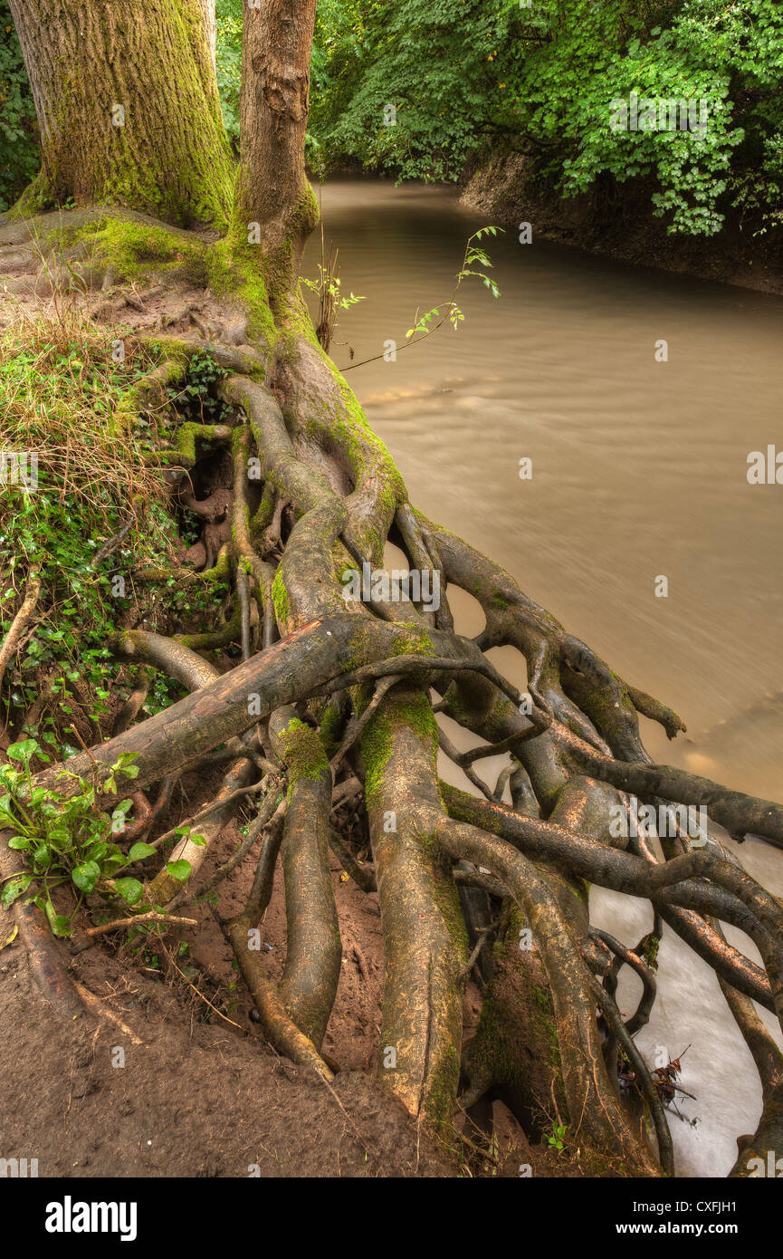 Deep cutting eroded river bank with moss covered ash tree roots clinging on and undercut by river Mole at river bend Stock Photo