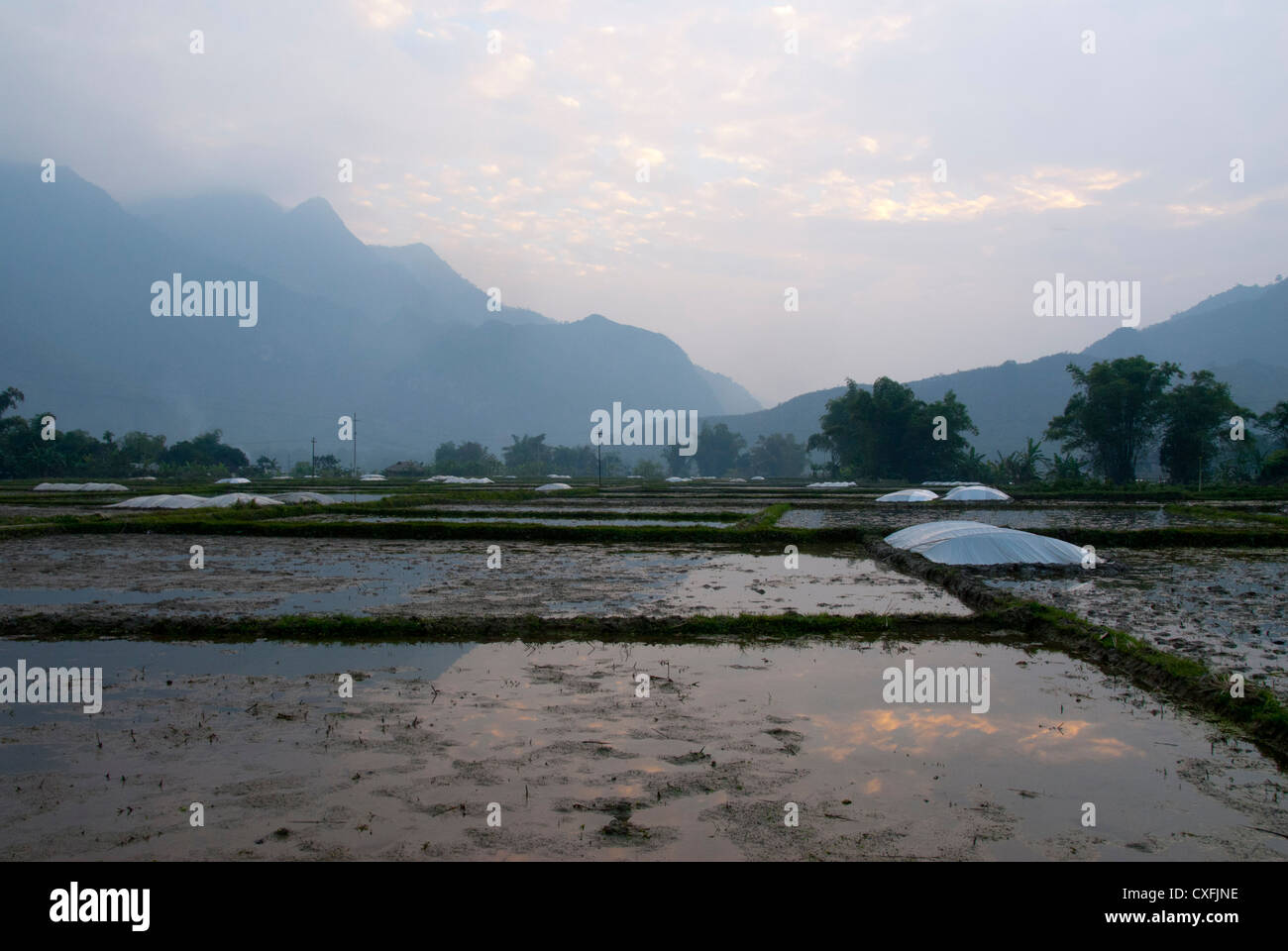 Rice paddy fields Mai Chau, near Hanoi Vietnam Stock Photo