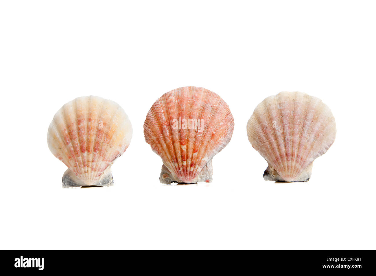 Row of sea shells on a white background Stock Photo