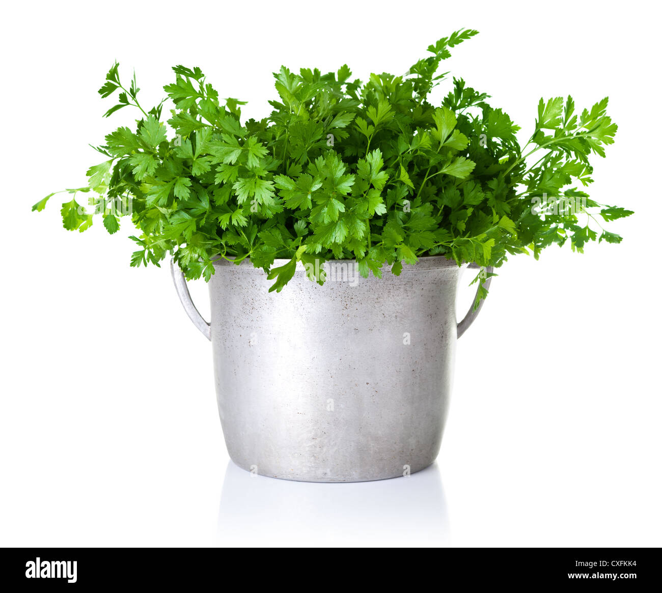 Fresh parsley bouquet in silver pot isolated on white background Stock Photo