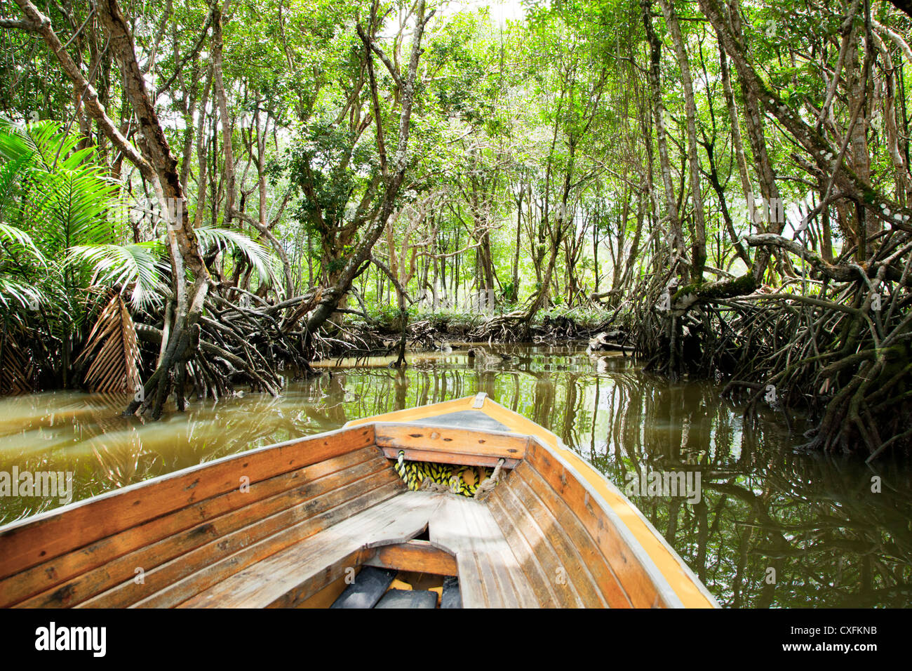 Mangrove forest near Bandar Seri Begawan, Brunei Stock