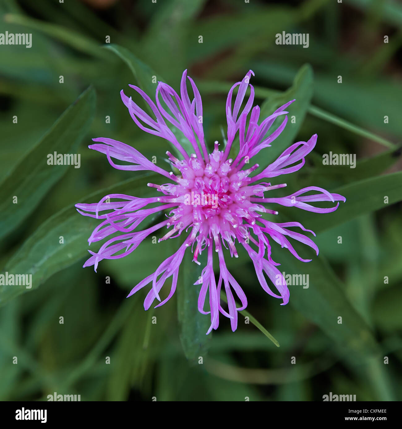 Greater knapweed flower hi-res stock photography and images - Alamy
